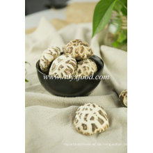 Weiße Blumen-Pilz-Export-Produkte von Malaysia